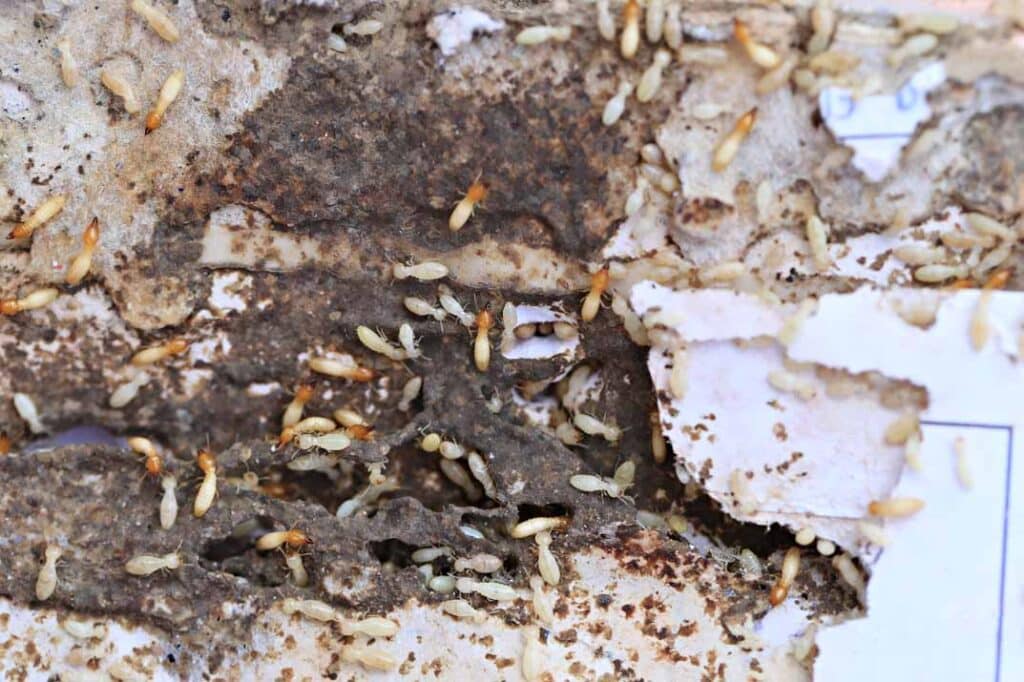 The True Costs of Ignoring Termites: Repairs, Treatments, and Property Value