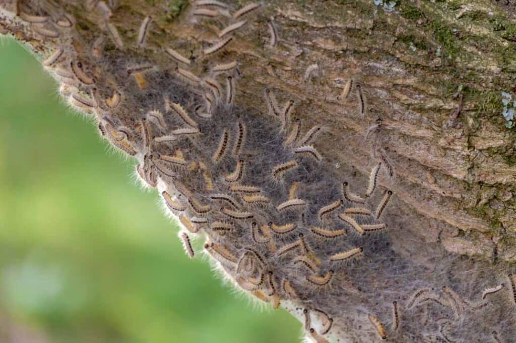 Top 5 DIY Solutions for Small-Scale Tent Caterpillar Infestations