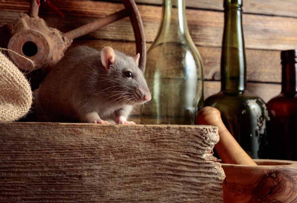 Top 5 Early Warning Signs of a Rodent Infestation