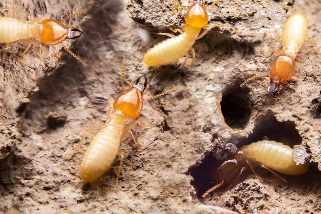 Comparing Treatment Methods: Traditional vs. Eco-Friendly Termite Solutions