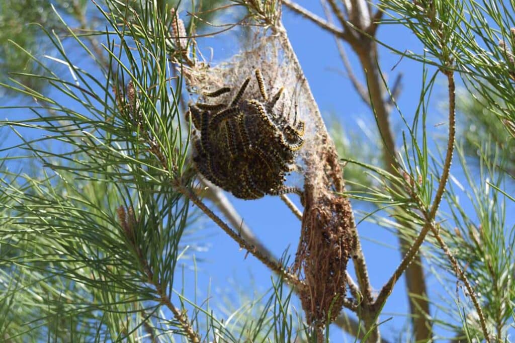 After the Infestation: Tree Recovery and Long-Term Maintenance for Raleigh Homeowners