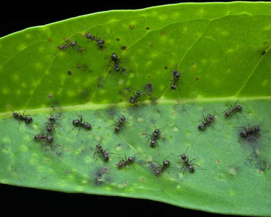 The Life Cycle of an Ant Colony: Understanding Ant Behavior for Better Control