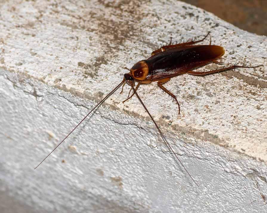 Understanding North Carolina’s Most Common Cockroach Species