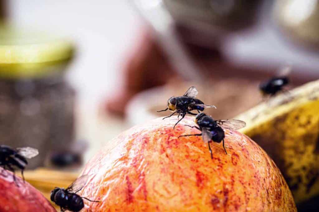 Protecting Family Health: Understanding the Diseases Flies Can Spread