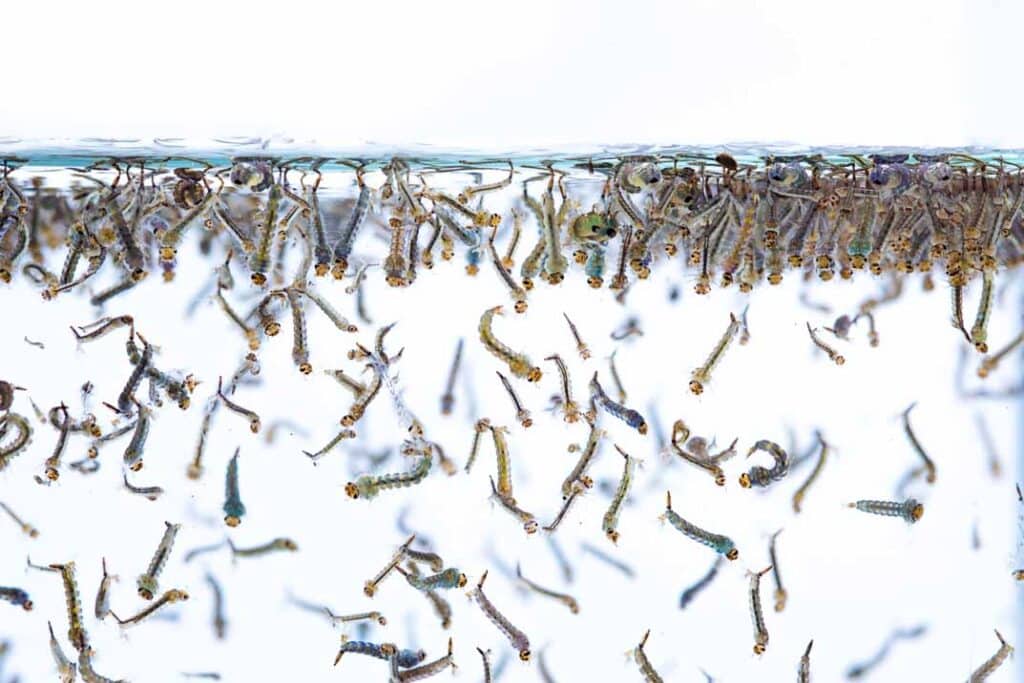 Understanding the Mosquito Life Cycle to Better Control Infestations