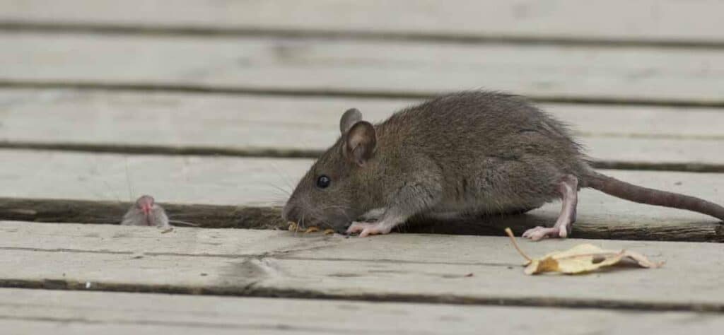 What to Expect During a Professional Rodent Inspection and Treatment