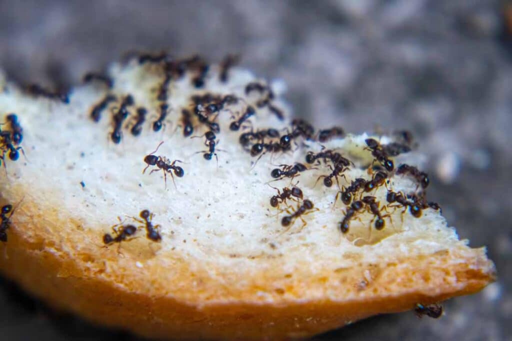 DIY Ant Control: When It Works and When to Call a Professional