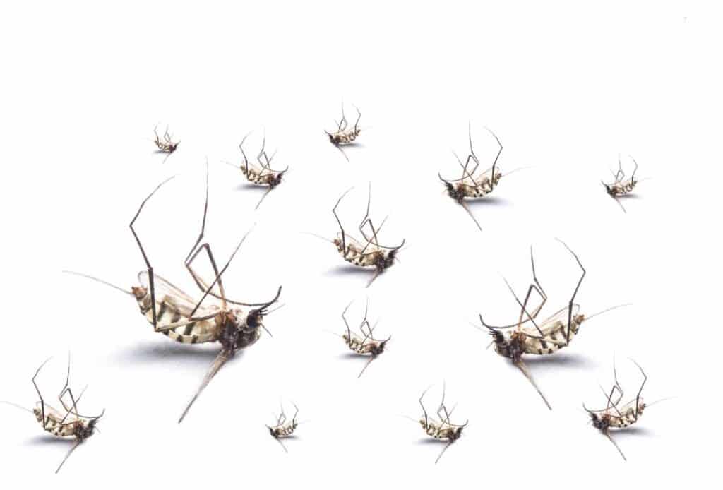 When to Call a Professional: Signs of a Serious Mosquito Problem