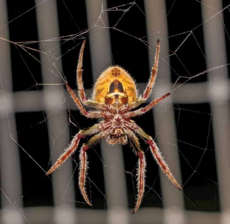 When to Call a Professional for Spider Control: Warning Signs and Red Flags