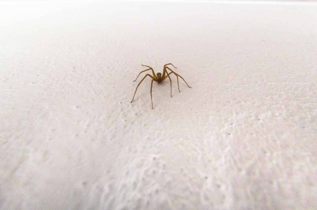 Why Spider Infestations Occur (and How to Stop Them)