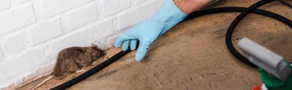 Year-Round Rodent Control: Seasonal Strategies to Keep Pests at Bay