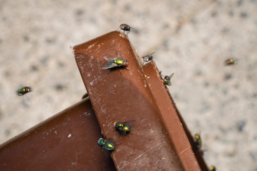 Restaurant Owners: How Wake Forest's Outdoor Dining Boom Attracts Flies (And Solutions)